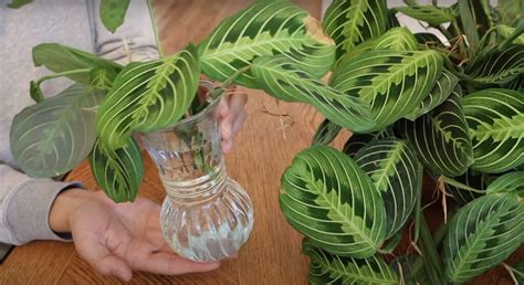 How To Propagate Prayer Plant Best Guide