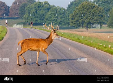 Stag England Hi Res Stock Photography And Images Alamy