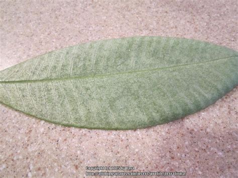 Fungus Disease In The Plumeria Forum Garden Org