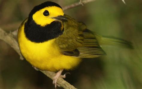 Hooded Warbler Profile Facts Female Nest Traits Range