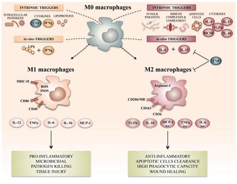 Macrophage Polarization States Of Activated Macrophages Different Download Scientific Diagram