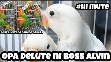 Murang Bilihan Ng African Love Birds Sa Bocaue Opa Delute Ni Boss Alvin