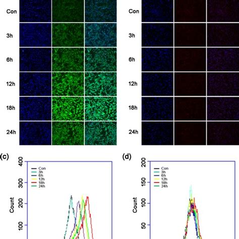 SPARC Induced Accumulation Of ROS In HBVSMCs HBVSMCs Were Treated With