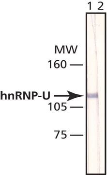 Anti Hnrnp U Antibody Mouse Monoclonal Clone G Purified From