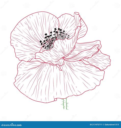 California Mohn Blumen Gezeichnet Und Skizze Mit Lineart Auf Weißen