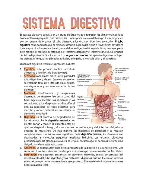 Sistema Digestivo