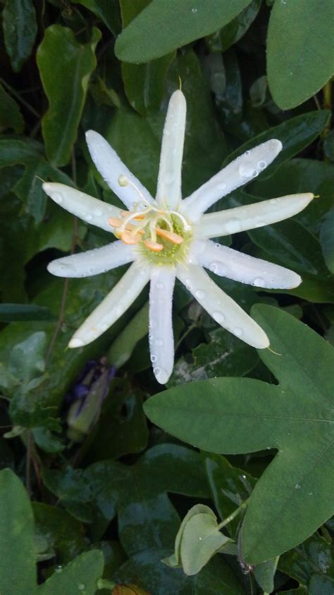 Passiflora mucronata | Snowdrop Farm