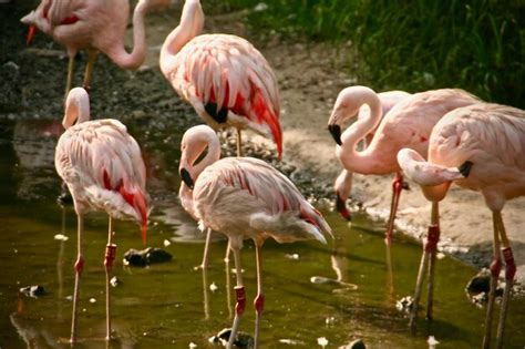 Premium Photo Flamingos In Water