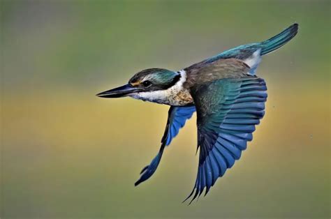 Sacred Kingfisher: The Graceful Guardian of Waterways | WorldWeet