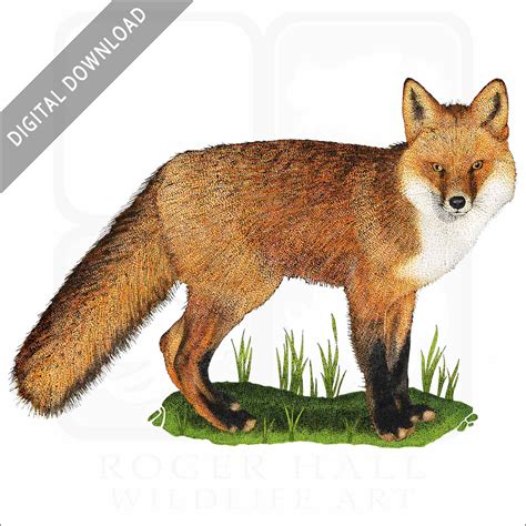 Stock Art Drawing of a Red Fox