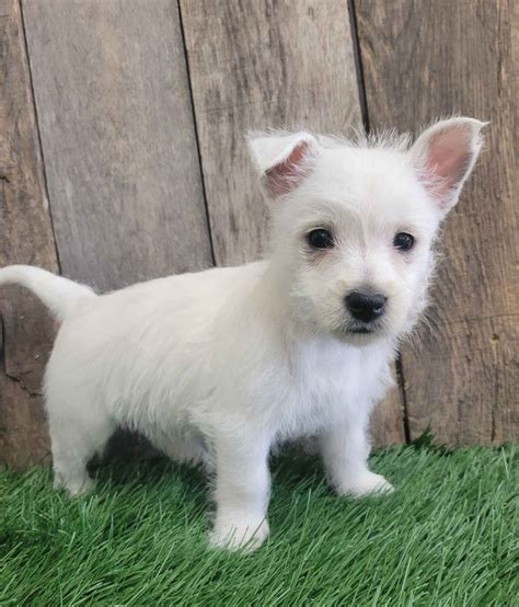 West Highland White Terrier (Westie) Puppies For Sale In Ohio