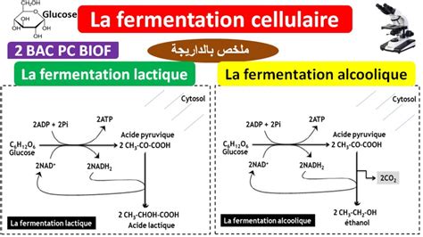 La fermentation cellulaire 2 BAC PC BIOF شرح بالداريجة YouTube