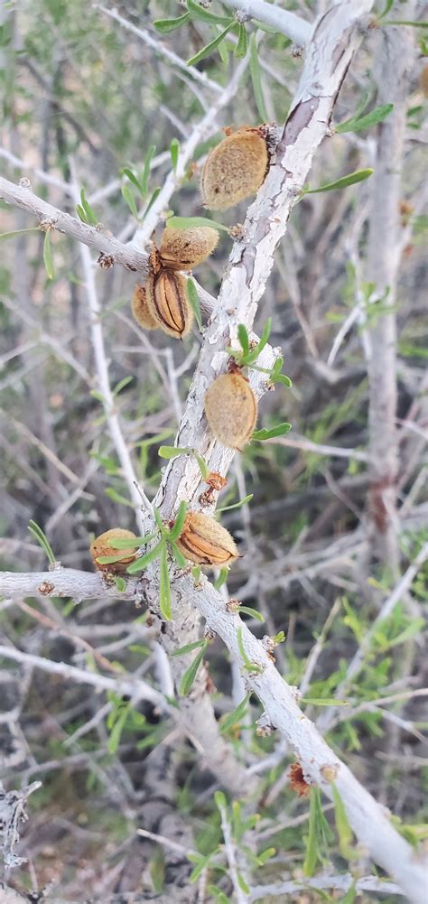 Desert almond (Prunus fasciculata) rosaceae — Raindance seeds
