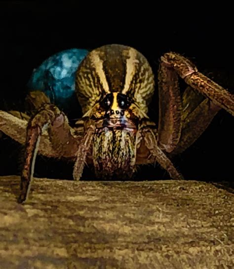 Colorful Fierce Looking Female Wolf Spider With Birthing Sack