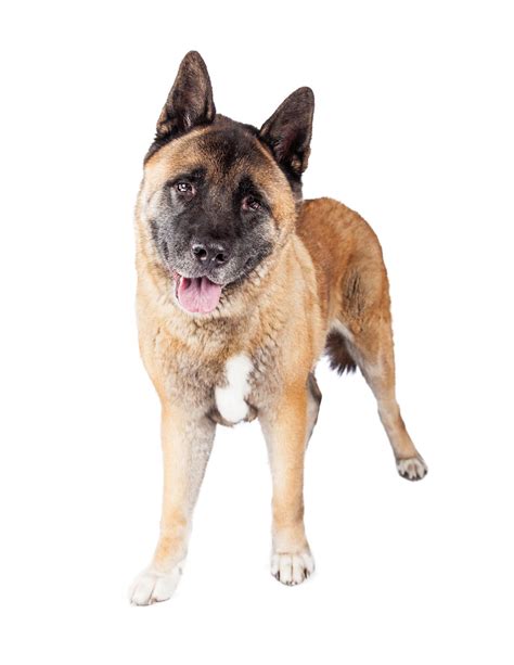 Premium Photo | Brown akita standing over white background