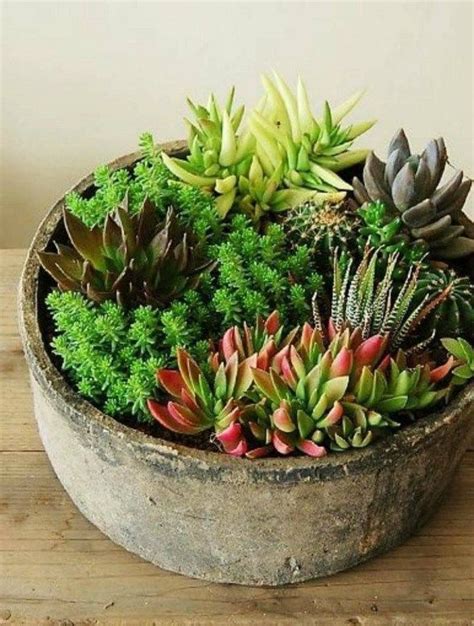 How To Make An Indoor Succulent Dish Garden Succulents