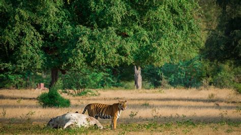 Mp Tourism Hotel In Sanjay Dubri National Park Mpt Parsili Resort