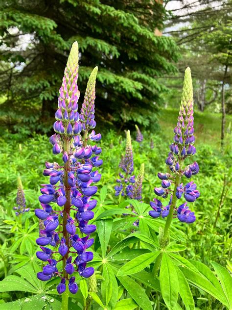 Rangeley Lakes Canoeing — Maine Paddling Connection