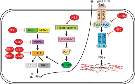 Frontiers Hide And Seek The Interplay Between Zika Virus And The