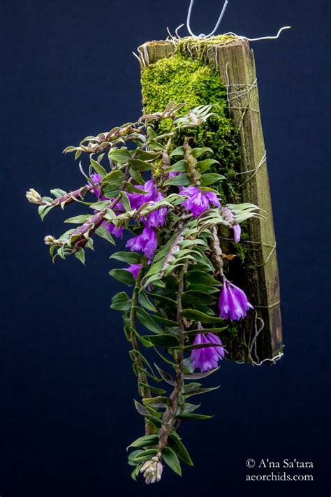 Дендробиум - иниатюрная орхидея - купить с доставкой по всей России ...