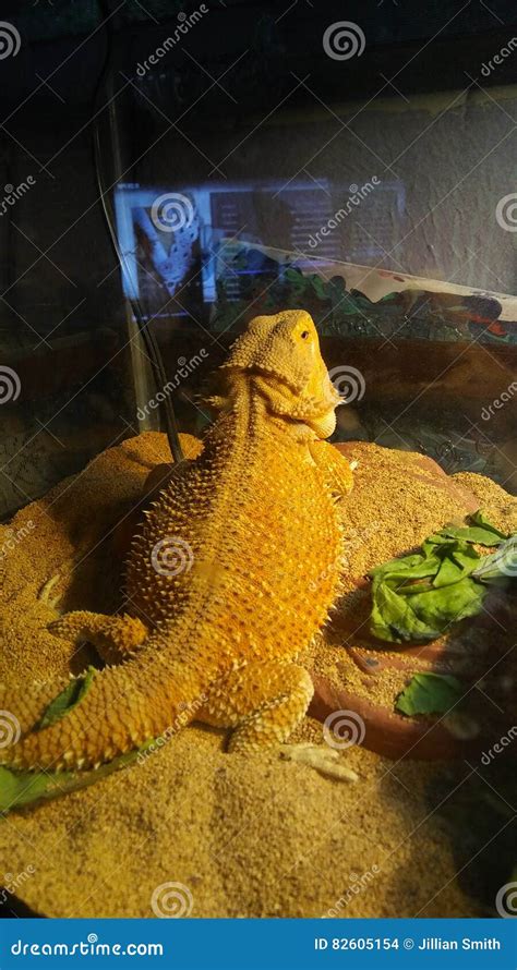 Punkin The Bearded Dragon Stock Photo Image Of Basking 82605154