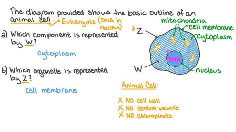 Question Video Identifying The Basic Cellular Components On A Simple