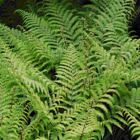 Almindelig Fjerbregne Athyrium Filix Femina Lady In Red 10cm