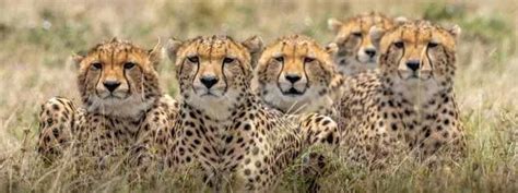 Kuno National Park Safari Booking, Ticket Price, Timing & Cheetahs ...