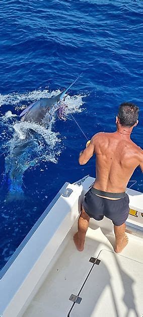 Lbs Blue Marlin Released Cavalier Blue Marlin Sport