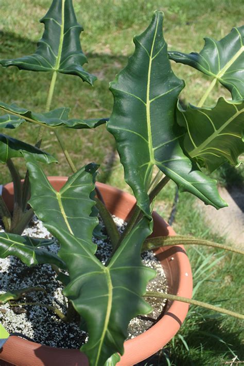 Sarian African Mask Alocasia Sarian In Issaquah Seattle Bellevue