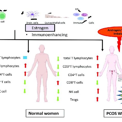 Schematic Representation Of The Role Of Sex Steroids In The Immune