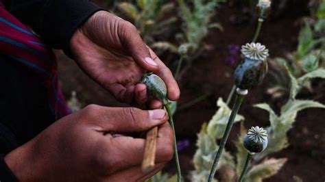 Opium production in Myanmar surges to nine-year high - epardafas.com