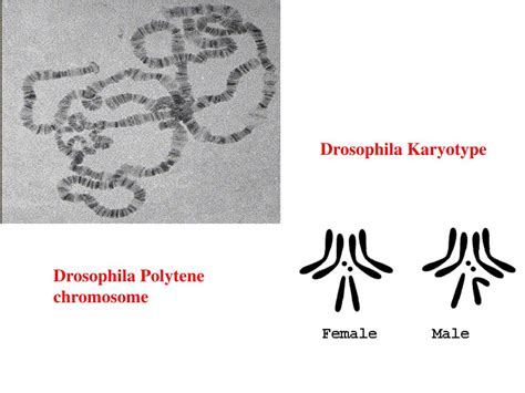 Ppt Genetic Model Organisms Powerpoint Presentation Free Download