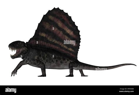 Dimetrodon Dinosaur Roaring While Walking Isolated In White Background