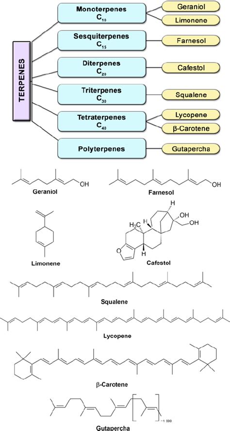 Isoprene Units