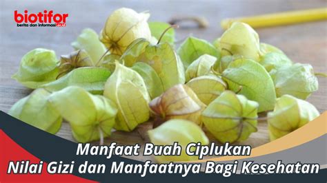 Manfaat Buah Ciplukan Nilai Gizi Dan Manfaatnya Bagi Kesehatan Biotifor