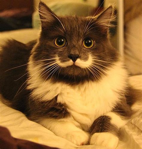 A Cat With A Moustache R Cats