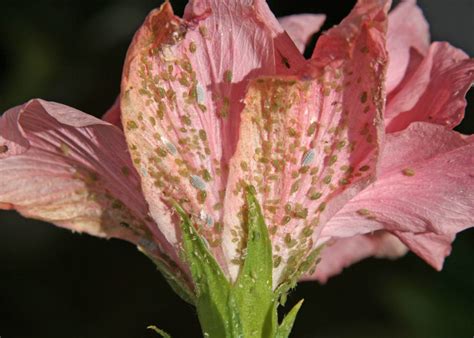 Aphids In Depth Wisconsin Horticulture