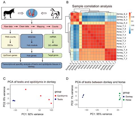 Genes Free Full Text Transcriptional Specificity Analysis Of Testis