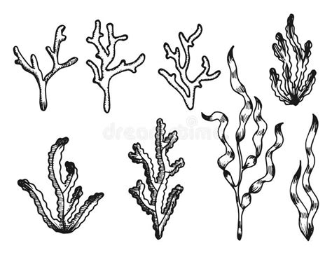 Seaweed Sketch Vintage Isolated On White Background. Stock Vector ...