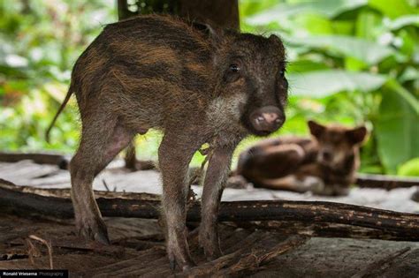 About Korowai tribe tree houses in Papua New Guinea and Indonesia ...