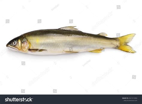 Ayu fish Images, Stock Photos & Vectors | Shutterstock