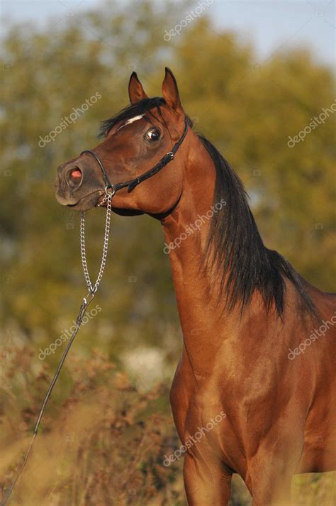 Bay arabian horse stallion portrait — Stock Photo © vikarus #2085229