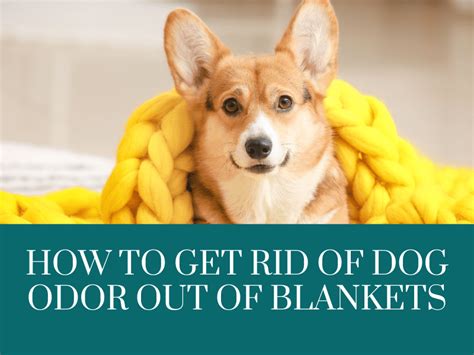 how to get dog odor out of mattress