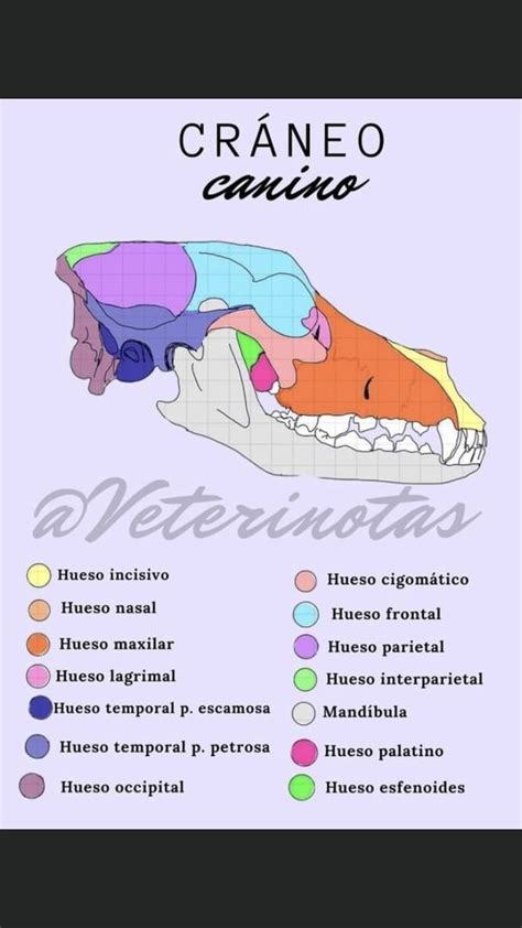 Anatom A Del Cr Neo Equino Anatomia Veterinaria Veterinaria Dibujo