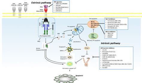 Two major apoptotic pathways. | Download Scientific Diagram