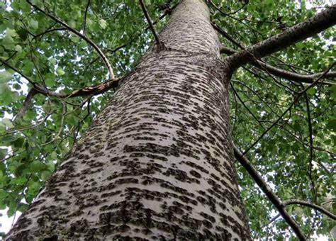 Management of Poplar (Populus Species) - Species Management - Forestrypedia