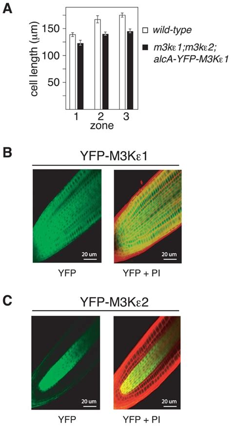 Reduced Cell Elongation In The Roots Of Map3kε1 Download