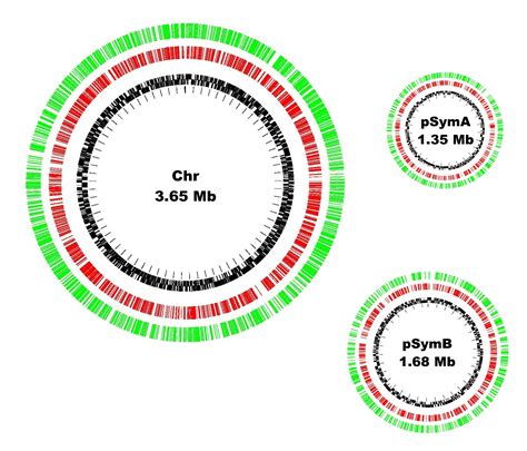 Sinorhizobium Meliloti Fusionlibrary Home