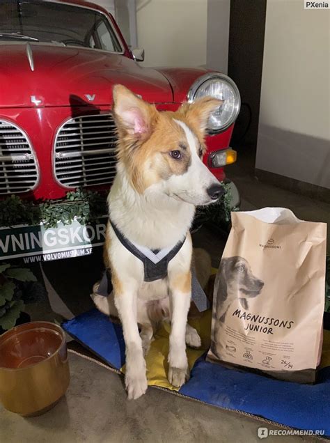 Корм для собак MAGNUSSONS Junior (Джуниор) - «Прекрасная замена ...